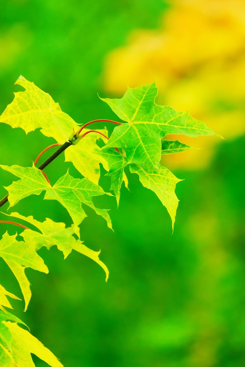 Greenery Accents