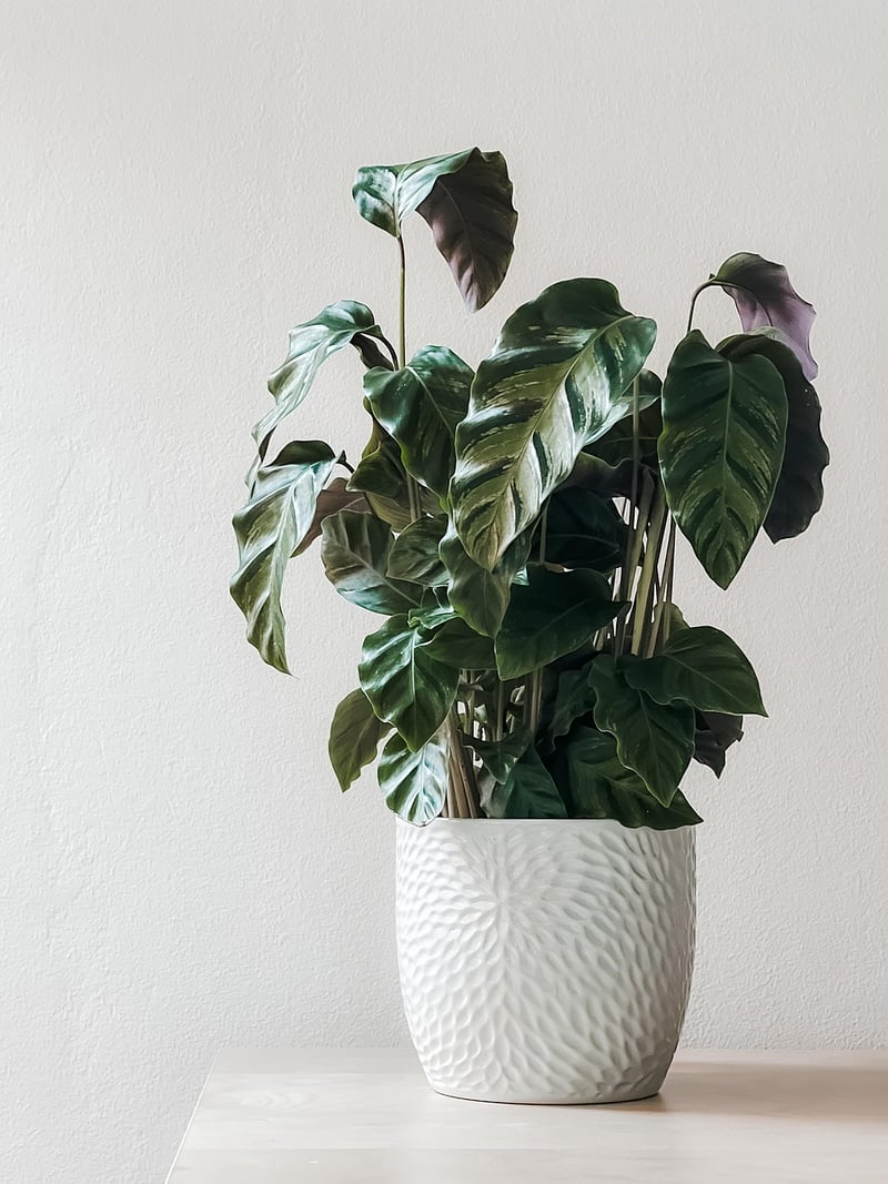 Indoor Garden