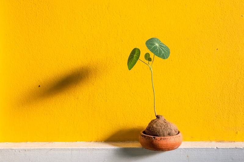 Indoor Plants